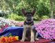 German Shepherd Puppies for sale in Brownton, MN 55312, USA. price: $800