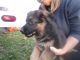 German Shepherd Puppies for sale in Syracuse, IN 46567, USA. price: NA