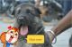 German Shepherd Puppies for sale in Chandigarh, India. price: 12000 INR