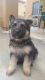 German Shepherd Puppies for sale in Albuquerque, NM, USA. price: NA