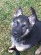 German Shepherd Puppies for sale in Pinckney, MI 48169, USA. price: $1,200