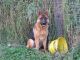 German Shepherd Puppies for sale in Enumclaw, WA 98022, USA. price: NA