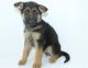 German Shepherd Puppies for sale in Davie, FL, USA. price: NA
