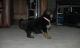 German Shepherd Puppies for sale in Oregon City, OR 97045, USA. price: NA