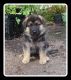 German Shepherd Puppies for sale in University Place, WA, USA. price: NA