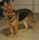 German Shepherd Puppies for sale in Adelanto, CA, USA. price: NA