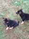 German Shepherd Puppies for sale in Adamstown, PA, USA. price: NA