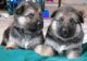German Shepherd Puppies for sale in Anchorage, AK, USA. price: $400