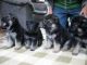 German Shepherd Puppies for sale in Midway Atoll, United States. price: NA