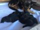 German Shepherd Puppies for sale in Mission, TX, USA. price: NA