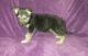 German Shepherd Puppies for sale in Evansville, IN, USA. price: NA