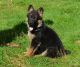 German Shepherd Puppies for sale in Omaha, NE, USA. price: $500