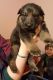 German Shepherd Puppies for sale in East Los Angeles, CA, USA. price: NA