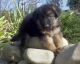 German Shepherd Puppies for sale in St Pete Beach, FL, USA. price: NA