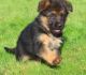 German Shepherd Puppies for sale in Gainesville, FL, USA. price: NA