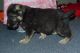 German Shepherd Puppies for sale in Alexander, IL, USA. price: NA