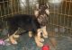 German Shepherd Puppies for sale in Boise, ID, USA. price: NA