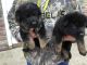 German Shepherd Puppies for sale in Grovertown, IN 46531, USA. price: NA