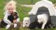 German Shepherd Puppies for sale in Montgomery, AL, USA. price: $400