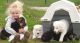 German Shepherd Puppies for sale in Hartford, CT, USA. price: $400