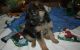 German Shepherd Puppies for sale in Baltimore, MD, USA. price: NA