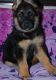 German Shepherd Puppies for sale in Coral Springs, FL, USA. price: NA