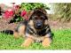 German Shepherd Puppies for sale in Columbus, MT 59019, USA. price: NA