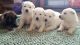 German Shepherd Puppies for sale in Dassel, MN 55325, USA. price: $600