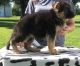 German Shepherd Puppies for sale in Delaware City, DE, USA. price: $500