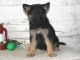 German Shepherd Puppies for sale in Scottsdale, AZ, USA. price: NA