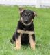 German Shepherd Puppies for sale in Montgomery, AL, USA. price: $500