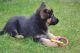 German Shepherd Puppies for sale in Glendale, CA, USA. price: NA