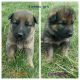 German Shepherd Puppies for sale in Albany, OH 45710, USA. price: NA
