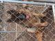 German Shepherd Puppies for sale in Greenville, CA 95947, USA. price: $300