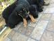 German Shepherd Puppies for sale in Greenville, CA 95947, USA. price: NA