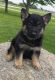 German Shepherd Puppies for sale in Fairhope, AL 36532, USA. price: NA