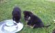 German Shepherd Puppies for sale in Frederick, MD, USA. price: NA