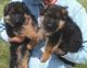 German Shepherd Puppies for sale in Alvin, TX, USA. price: $250