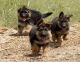 German Shepherd Puppies for sale in Washington, DC, USA. price: $360
