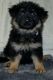 German Shepherd Puppies for sale in Washington, DC, USA. price: $340