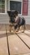 German Shepherd Puppies for sale in Bremen, KY, USA. price: NA