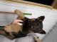 German Shepherd Puppies for sale in South Bend, IN, USA. price: NA