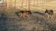 German Shepherd Puppies for sale in Arlington, TX, USA. price: NA