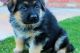 German Shepherd Puppies for sale in Honolulu, HI, USA. price: $500