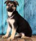 German Shepherd Puppies for sale in Baltimore, MD, USA. price: NA
