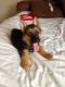 German Shepherd Puppies for sale in South Bend, IN, USA. price: NA