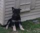 German Shepherd Puppies for sale in Kingston, WI, USA. price: NA