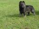 German Shepherd Puppies for sale in Evansville, WY, USA. price: NA