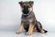German Shepherd Puppies for sale in Jersey City, NJ, USA. price: $450