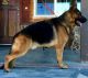 German Shepherd Puppies for sale in Adelanto, CA, USA. price: NA